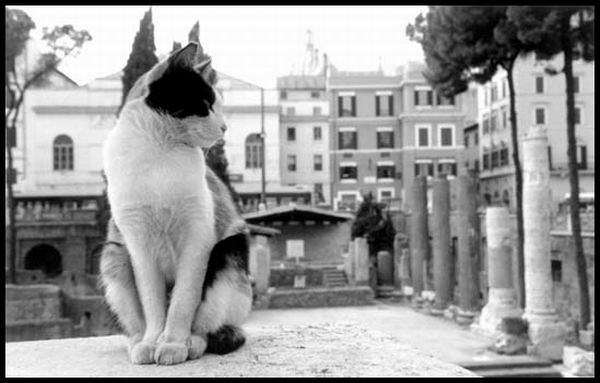 cat-sanctuary